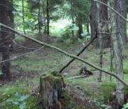 Игра Возвращение в таинственный лес фото